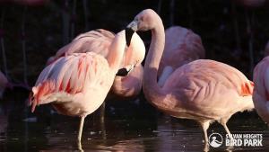 Chilean Flamingos