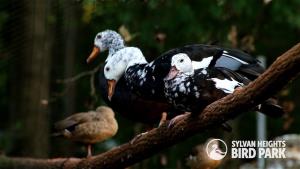 White-winged Ducks