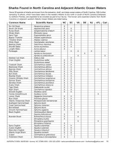 Sharks Found in North Carolina and Adjacent Atlantic Ocean Waters