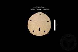 Sand Dollar