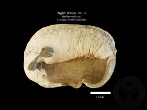 Right Whale Bulla