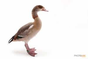 Egyptian Goose