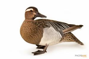 Garganey