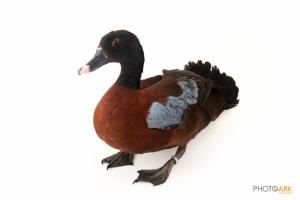 Hartlaub's Duck