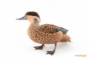 Hottentot Teal