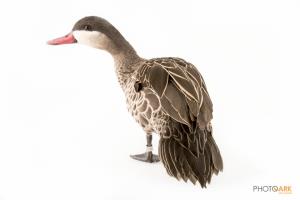 Red-billed Pintail