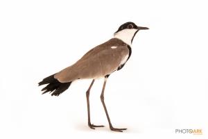 Spur-winged Plover