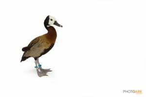 White-faced Whistling Duck