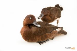 Hardhead (White-eyed Duck)