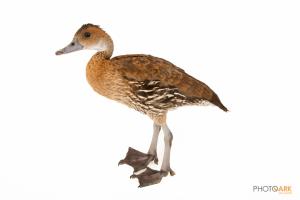 Cuban Whistling Duck