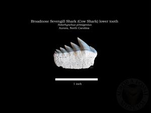 Broadnose Sevengill Shark (Cow Shark)