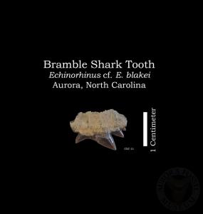 Bramble Shark Tooth
