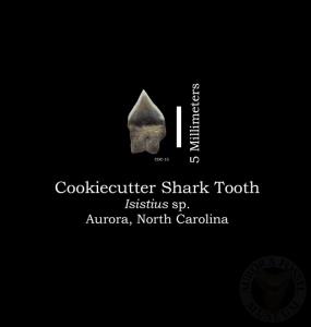 Cookiecutter Shark Tooth