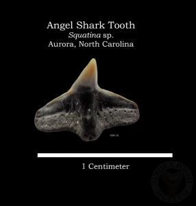 Angel Shark Tooth
