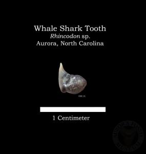 Whale Shark Tooth