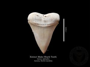 Extinct Mako Shark Tooth