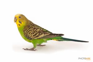 Budgerigar (parakeet)