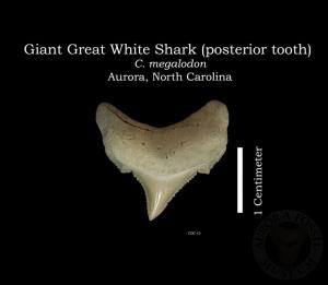 Giant Great White Shark