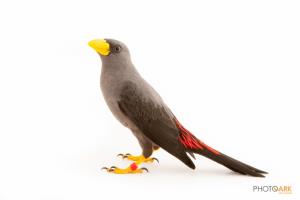Grosbeak Starling