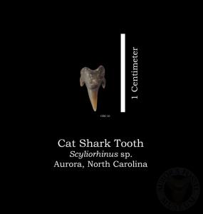 Cat Shark Tooth
