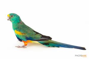 Mulga Parrot