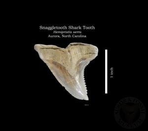 Snaggletooth Shark Tooth