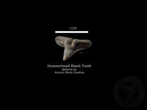Hammerhead Shark Tooth