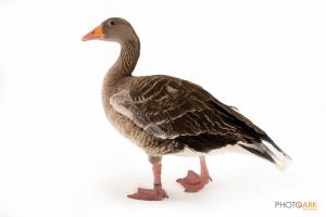 Greylag Goose