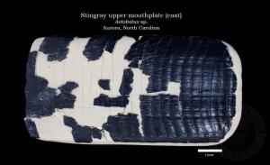 Stingray Upper Mouthplate (Cast)