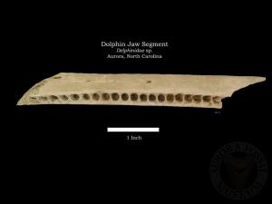 Dolphin Jaw Segment