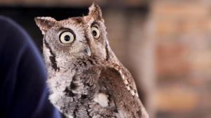 Owl Facts