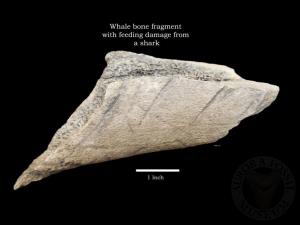 Whale Bone Fragment