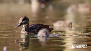 Freckled Ducklings