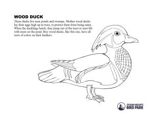 Wood Duck coloring