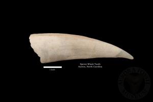 Sperm Whale Tooth