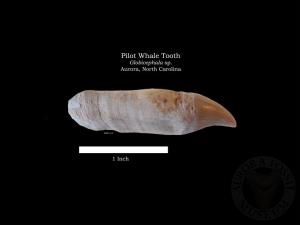 Pilot Whale Tooth