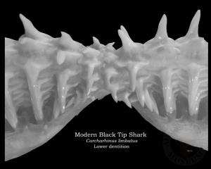 Modern Black Tip Shark