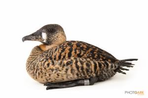 African White-backed Duck